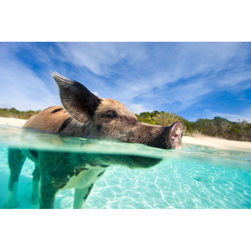 Natation de cochon - photographie sur toile tendue, L 12 po x H 8 po