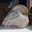Ammonite fossile dans la matrice - Maroc