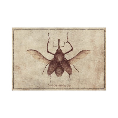 Mkb160-Cyrtotracheulus Dux 2