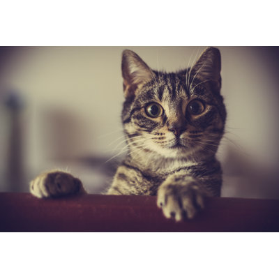 Curious Cat par Monikabatich