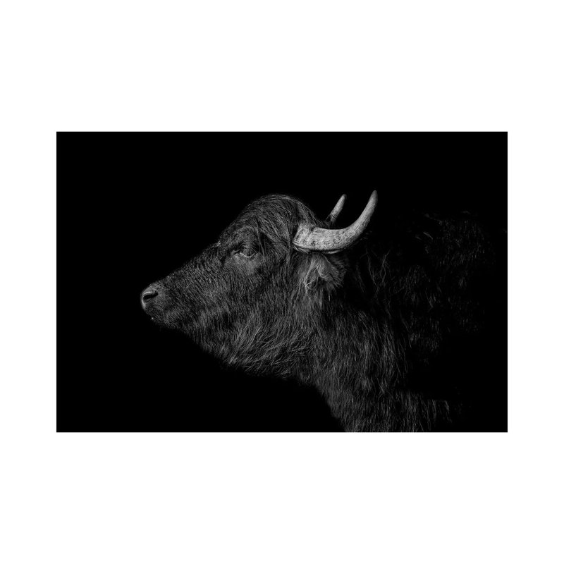 Buffalo - Print on Canvas, Wrapped Canvas, 20.32 cm H x 30.48 cm W