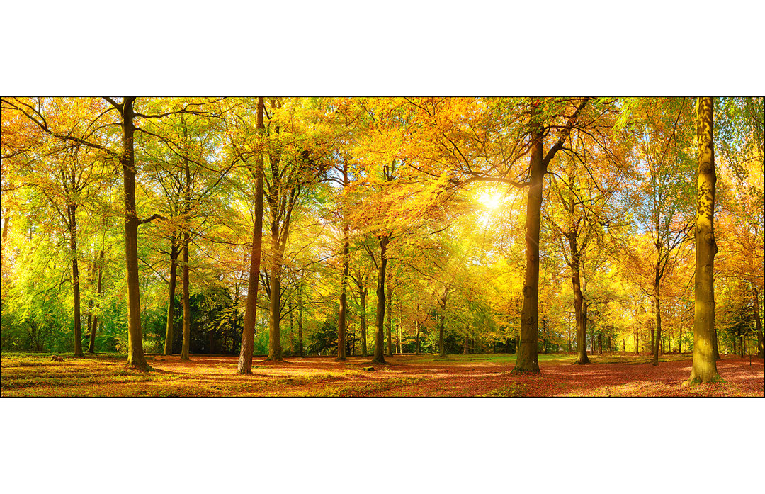 Sonnenschein im Wald III - rahmenlose Panoramadrucke auf Floatglas