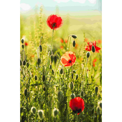 Champ de coquelicots II 2885804