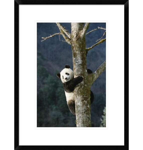 Global Gallery Giant Panda Climbing Tree, Wolong Valley, China Framed ...