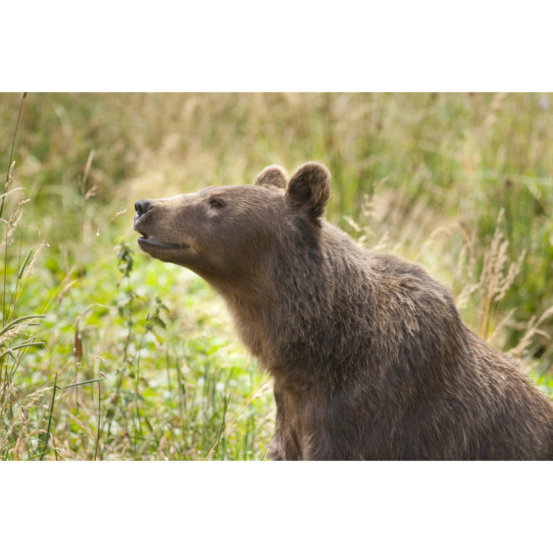 Europäischer Braunbär von Bastar - Kunstdrucke auf Leinwand ohne Rahmen