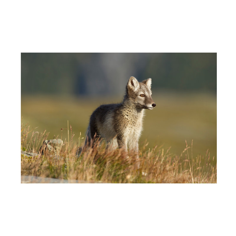 Karen Kolbeck Arctic Fox Puppie Canvas Art, H 12 po x l 19 po
