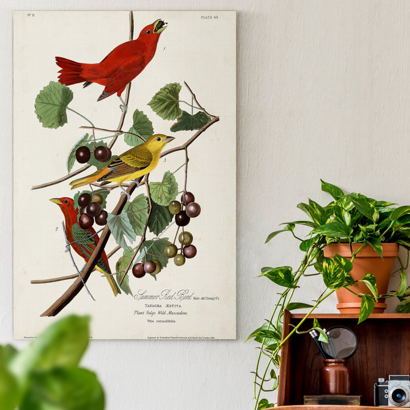 Pl 44 Summer Red Bird - reproduction sur toile tendue, H 12 po x l 8 po x P 1 po