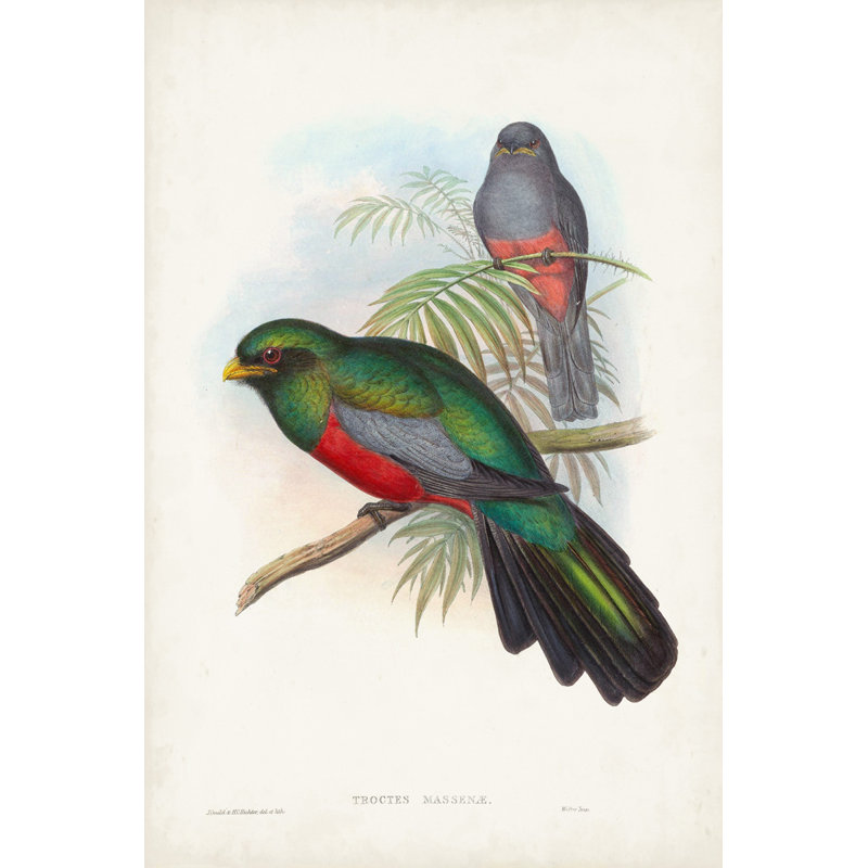 Gould Tropical Birds V - Graphic Art, 46cm H x 30cm W, Black Floater Framed