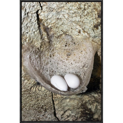 " Edible-Nest Swiftlet Nest With Eggs "