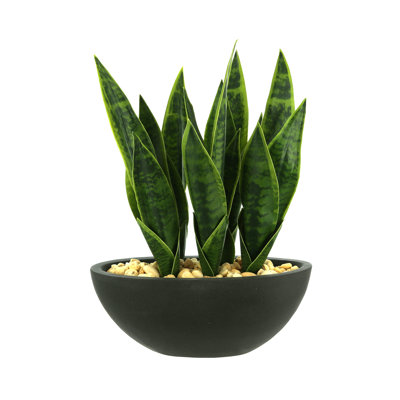 Snake Plant with Rocks in a Fiberstone Pot