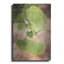 «Sprouting Ginkgo IV» par Debra Van Swearingen-1085504587