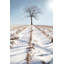 Winter Boughs par Lori Deiter - reproduction imprimée-238824299-261838390-261838385
