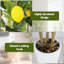 121.9cm Faux Lemon Plant-199865458