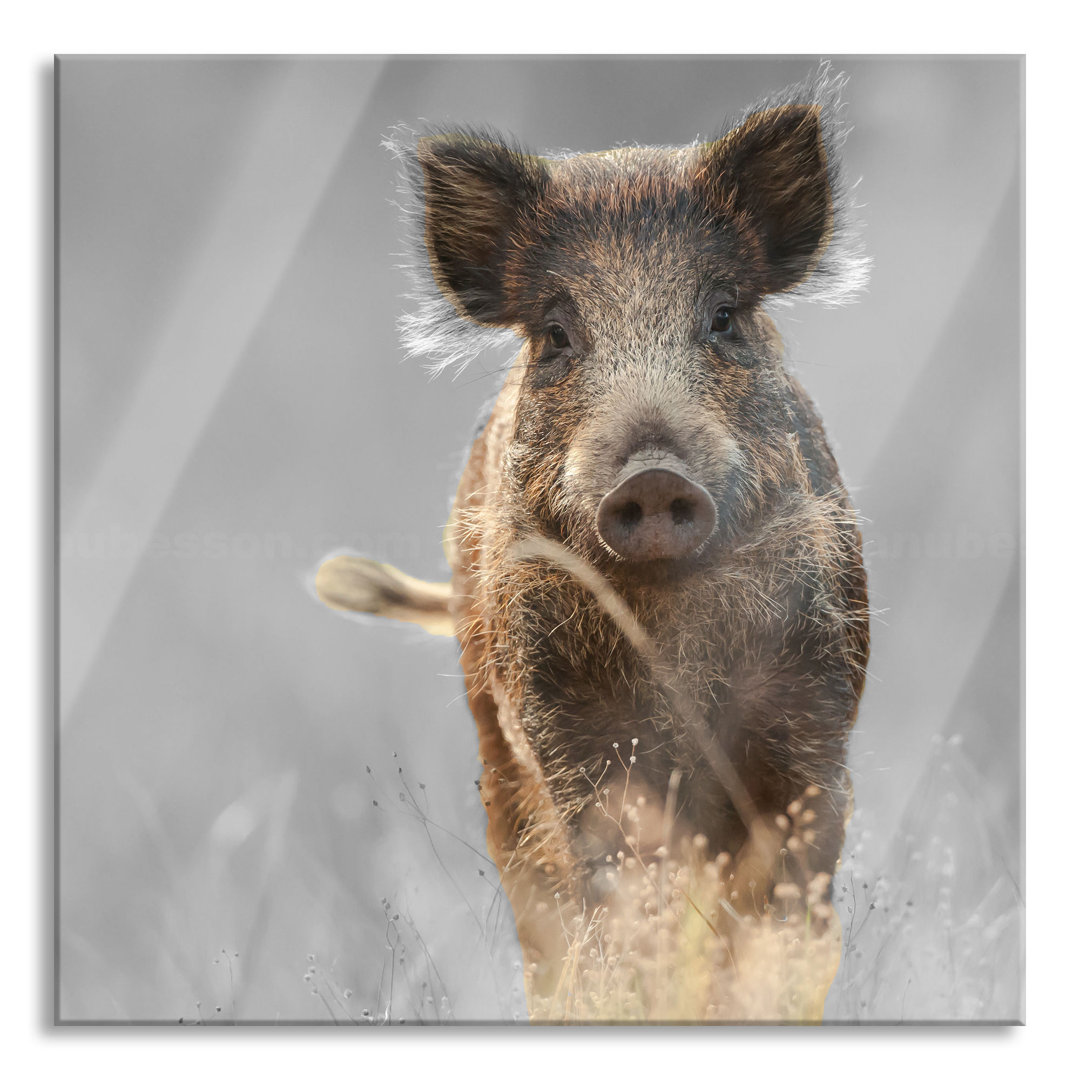 Glasbild Neugieriges Wildschwein in einem Feld