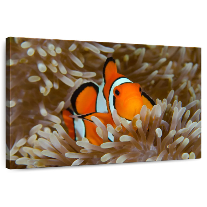 Brampt Wakatobi Anemonefish Pet, 34" H x 51" W