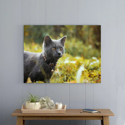 Cat with Collar with Bell