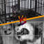 Cage pour chien