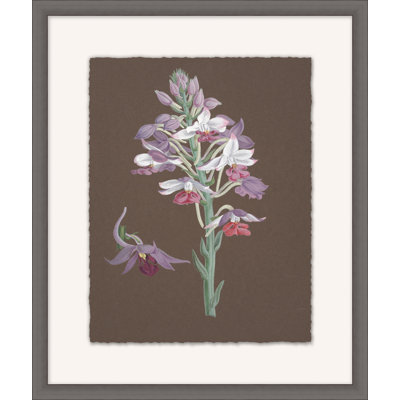 Orchid Study 6 - Peinture encadrée sur papier