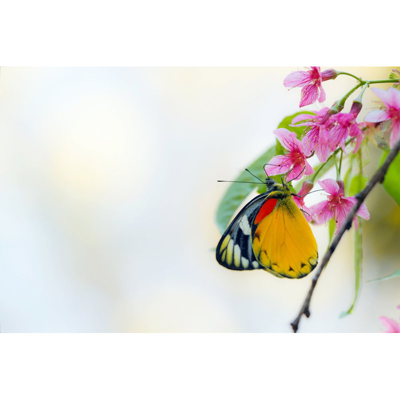 Kalamunda Pink Cherry Flowers - Wrapped Canvas Print, 30cm H x 46cm W x 3.8cm D