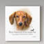 « red smooth teckel », reproduction d’impression sur toile tendue-26858757