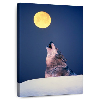 Loup Brampt appelant la meute