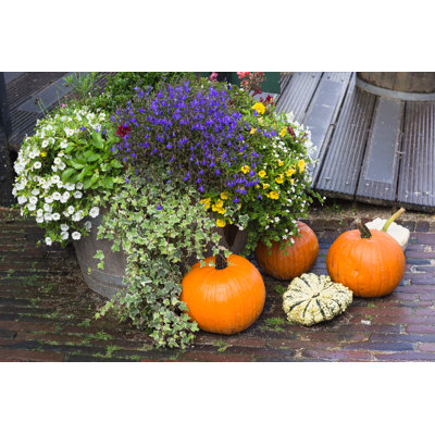Fall Yard Decoration With Pumpkins And Flowers by AnSyvanych - Wrapped Canvas Print