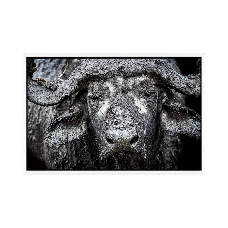 Closeup Muddy Cape Buffalo II by Susan Schmitz - Print on Canvas, 45.72cm H x 66.04cm W x 3.81cm D, White Floater Framed
