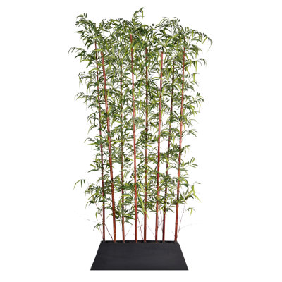 Westerleigh Bamboo Plant