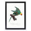 Yellow-Crowned Parakeet by F. Levaillant - Picture Frame Graphic Art Print-55641363-55641365