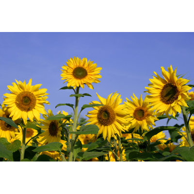 Champ de tournesols de Farbenrausch