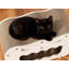 Lit à griffes pour chat en forme de citrouille, grotte d'Halloween en forme de chat avec patin à gratter, maison et salon pour chat d'intérieur