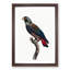 Bronze Winged Parrot by F. Levaillant - Picture Frame Graphic Art Print-55512859-55512865