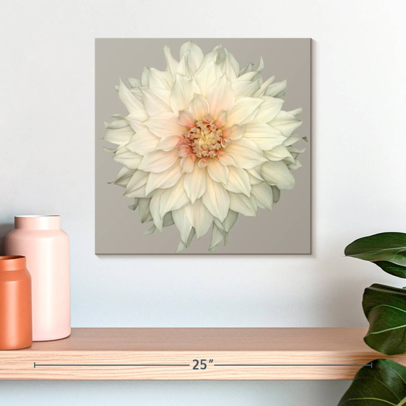 Dahlia Harnek en fleurs, H 16 po x l 16 po
