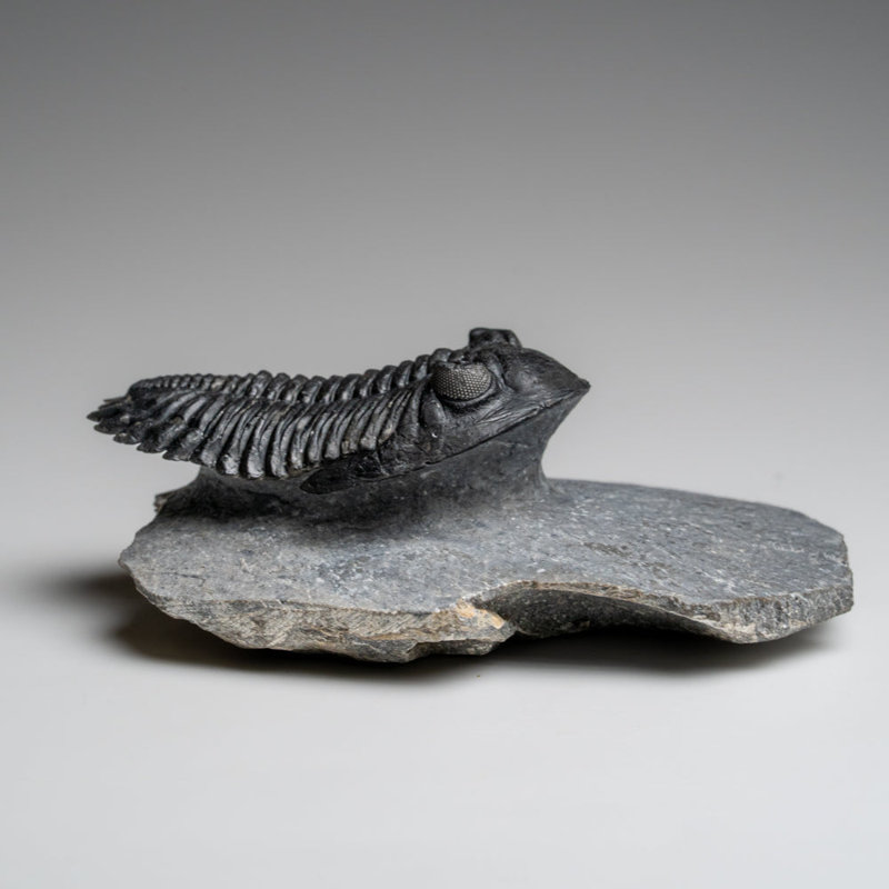 Genuine Hollardops Trilobite Fossil From Ofaten, Morocco (170.6 Grams)