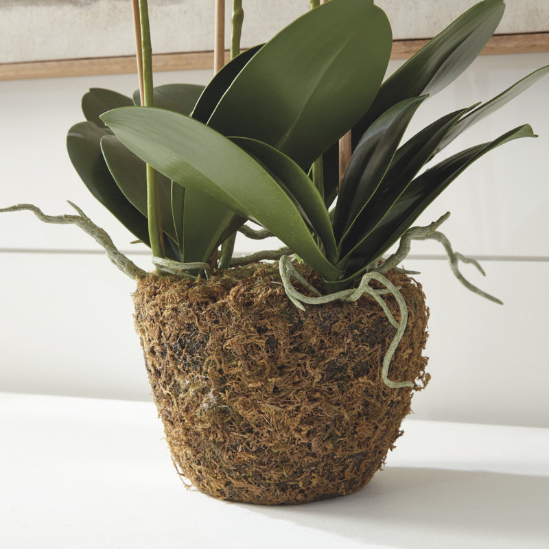 Conservatory Orchid Drop-In, 30" H x 8" W x 8" D