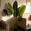 60 plantes