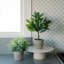 PLANT 2PK POT EUCALYPTUS 10IN CITRUS 16IN
