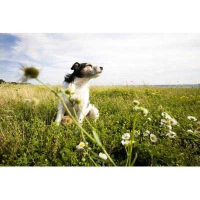 Jack Russell Terrier by Stockpot