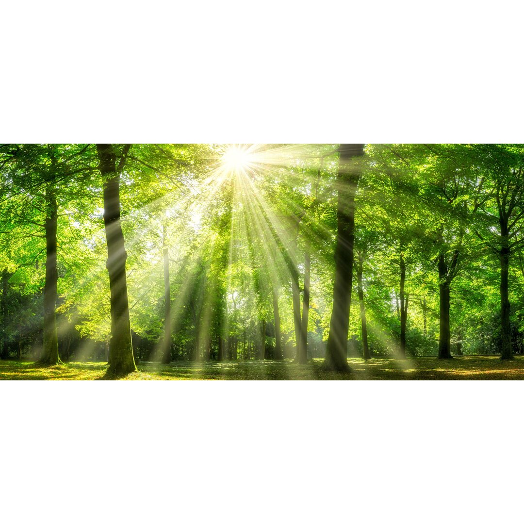 Fotodruck Sonnenstrahlen im Wald