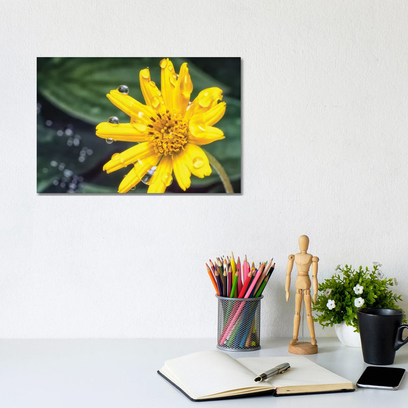 Yellow Flower With Water Drops - Wrapped Canvas Print, 20.32cm H x 30.48cm W x 1.905cm D