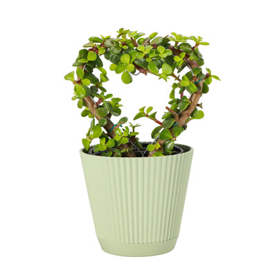 Thorsen's Greenhouse Live Heart-Shaped Jade Bonsai Plant, 4-inch Diameter
