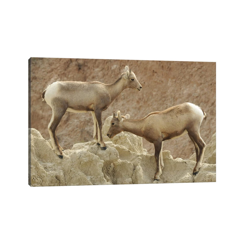 Bighorn Sheep Lambs by Brian Wolf - Wrapped Canvas Print, 20.32cm H x 30.48cm W x 1.91cm D