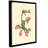 Harrow rest ononis arvensis-impression sur toile tendue-23052815
