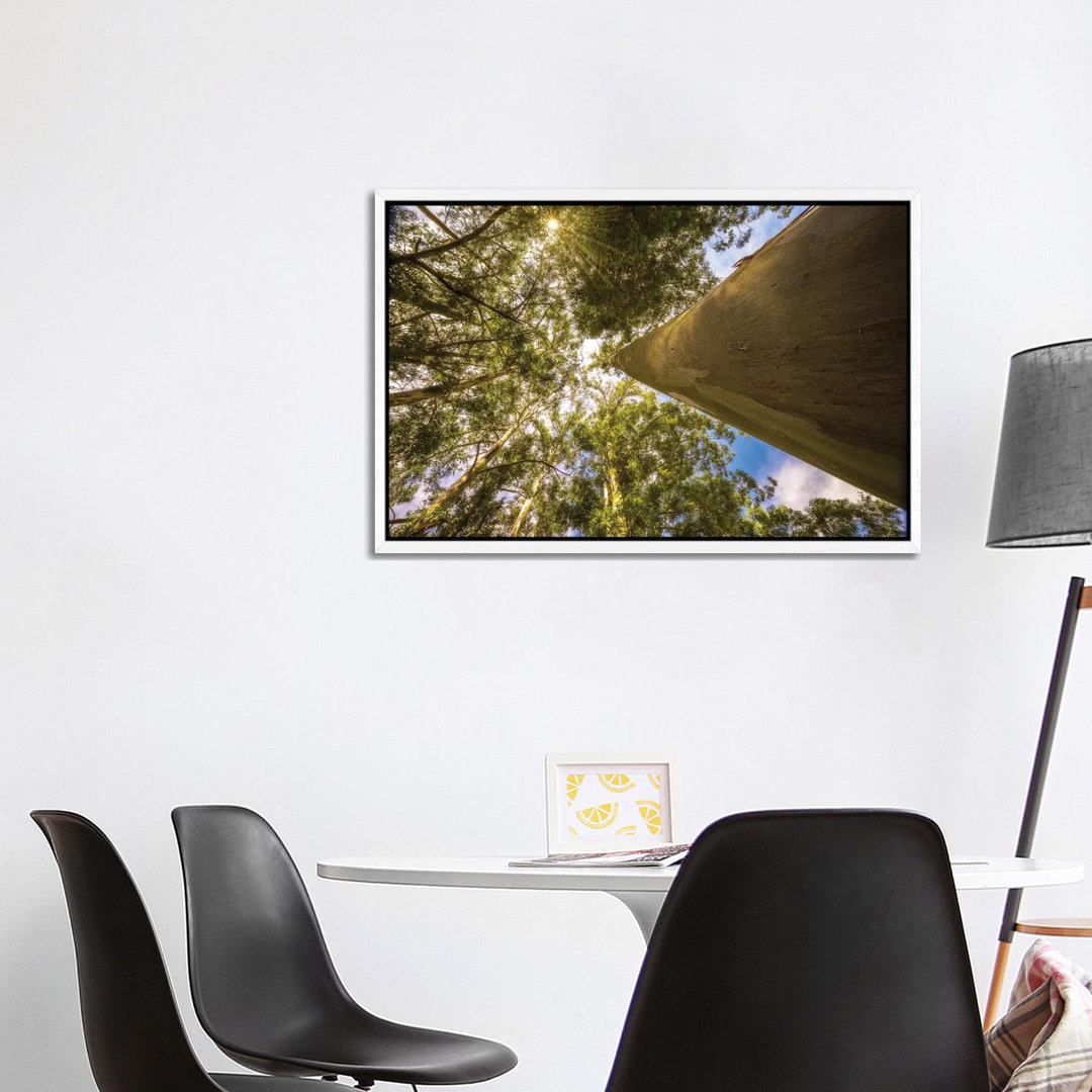 Magical Tree by Glauco Meneghelli - Gallery-Wrapped Canvas Giclée on Canvas