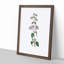 Oregano Flowers Illustration - Framed Print-55578074-55578075