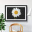 White Daisy Vol.6 Painting - Picture Frame Graphic Art-62765612-62765615