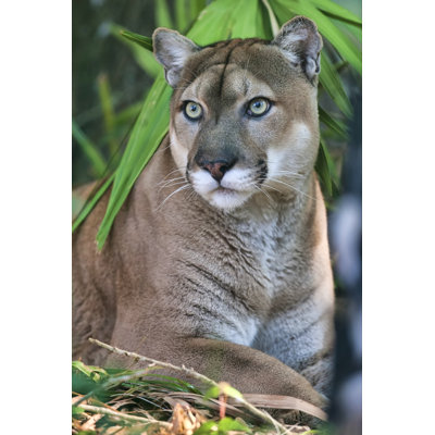 Florida Panther 4 1 Piece Wrapped Canvas Wall Art