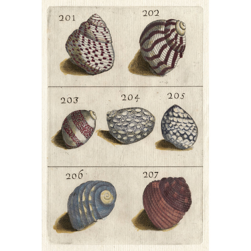 Shell Collection II - Wrapped Canvas Painting, 30cm H x 20cm W x 3.8cm D
