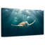 Tortue de mer rouge Brampt-106801744