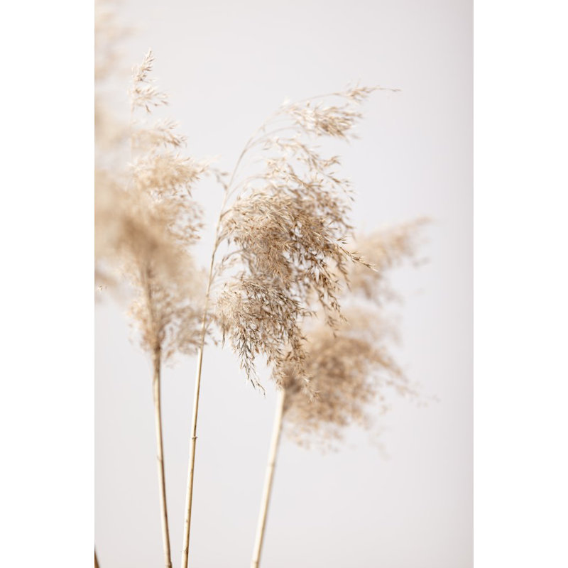 Reed Grass 09, 50.8cm H x 76.2cm W